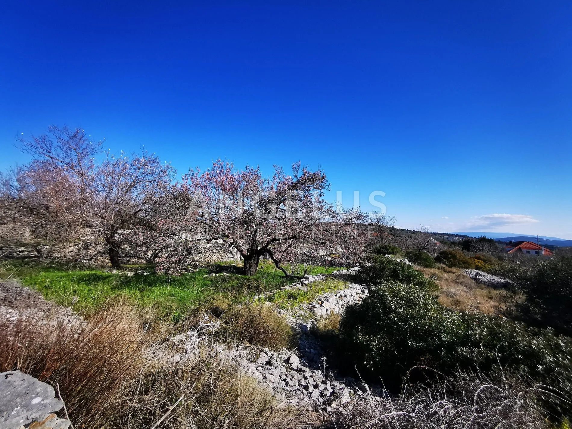 šolta - uređeni maslinik sa pogledom na more, 4800 m2 - slika 39