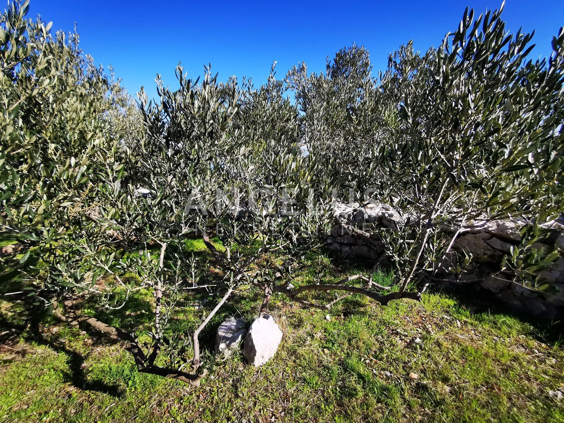 šolta - uređeni maslinik sa pogledom na more, 4800 m2 - slika 2