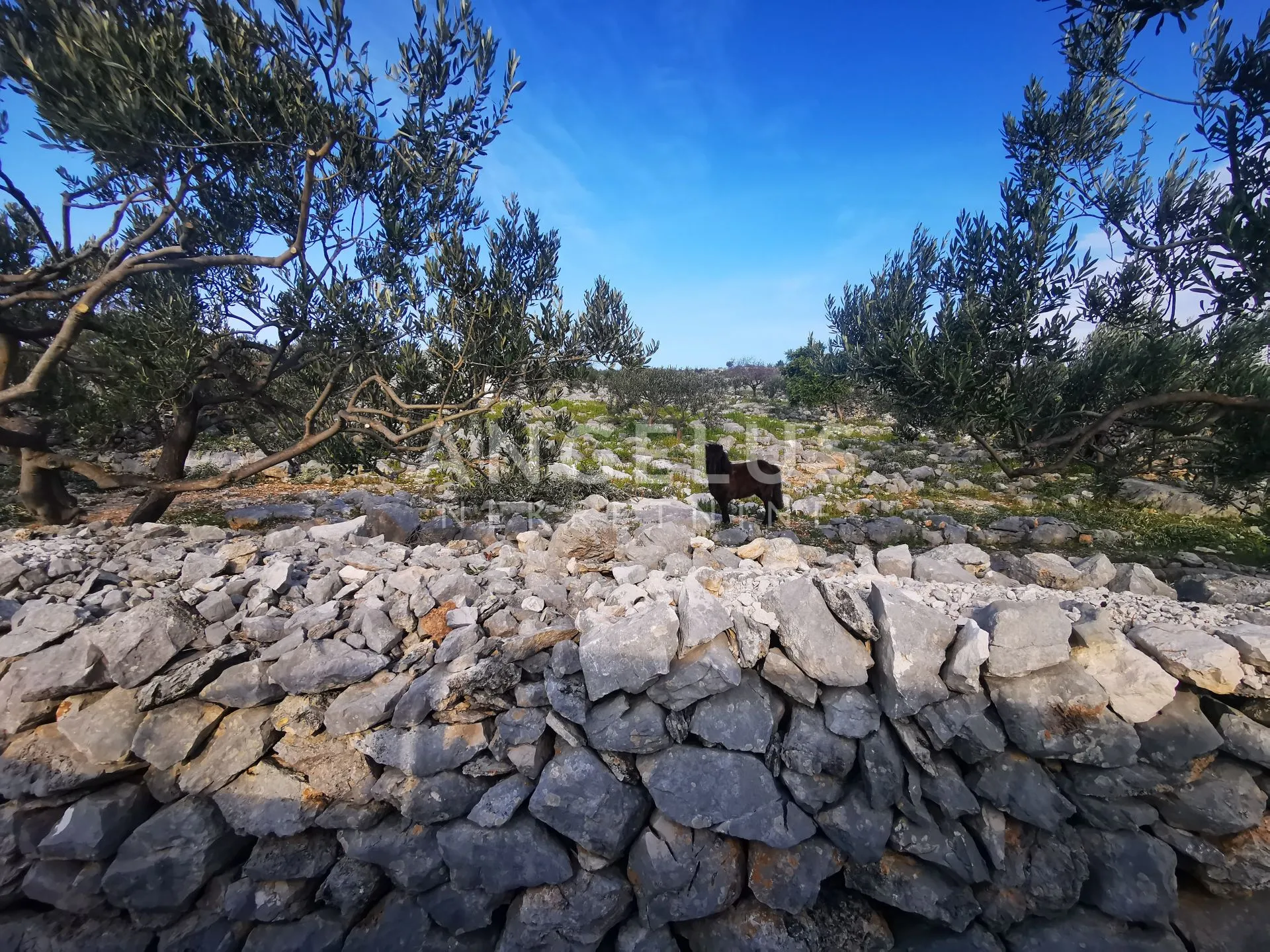 brač - polj.zem. sa objektom prvi red uz more, 2040 m2, prodaja - slika 23