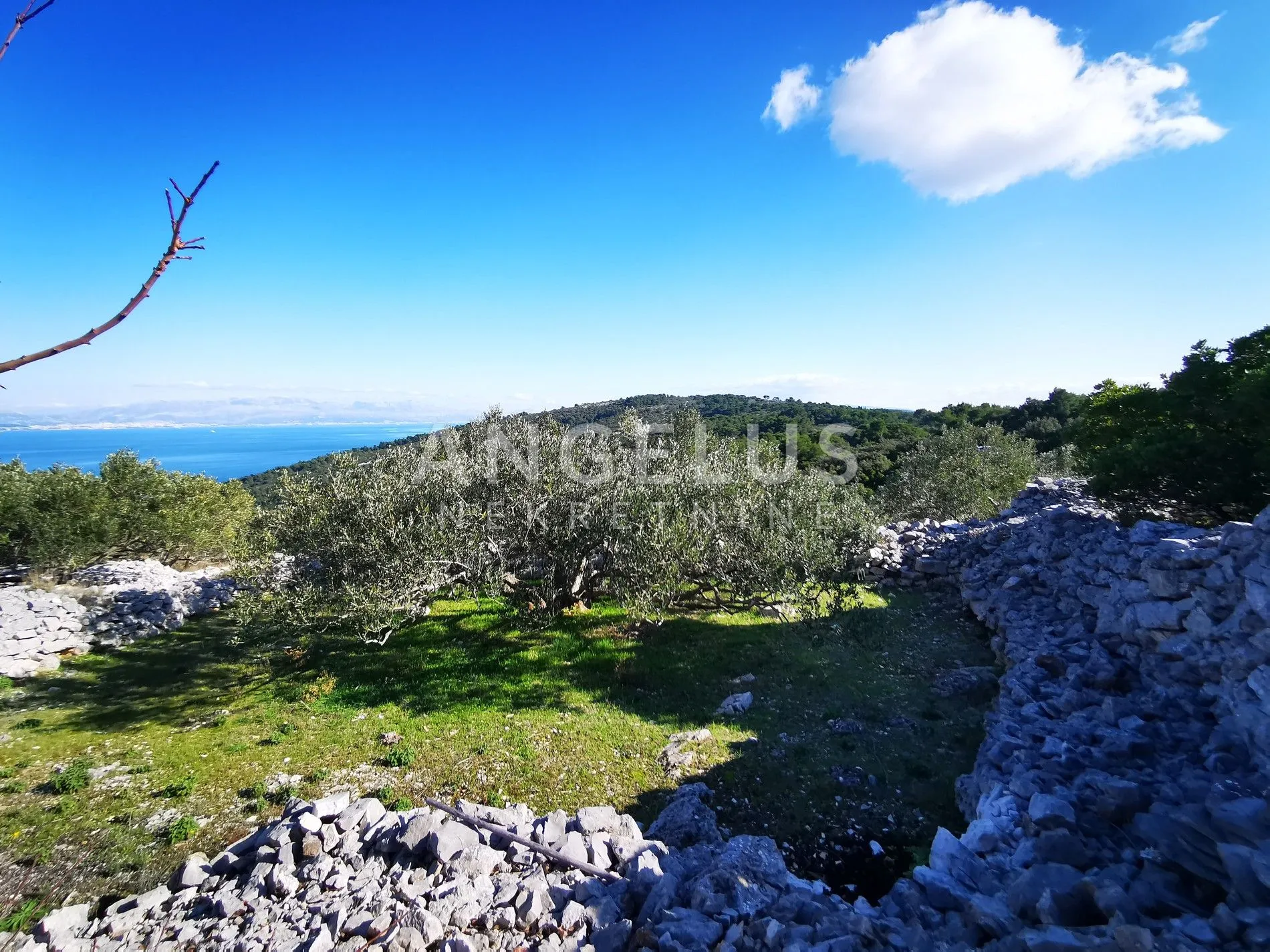 šolta - uređeni maslinik sa pogledom na more, 4800 m2 - slika 49