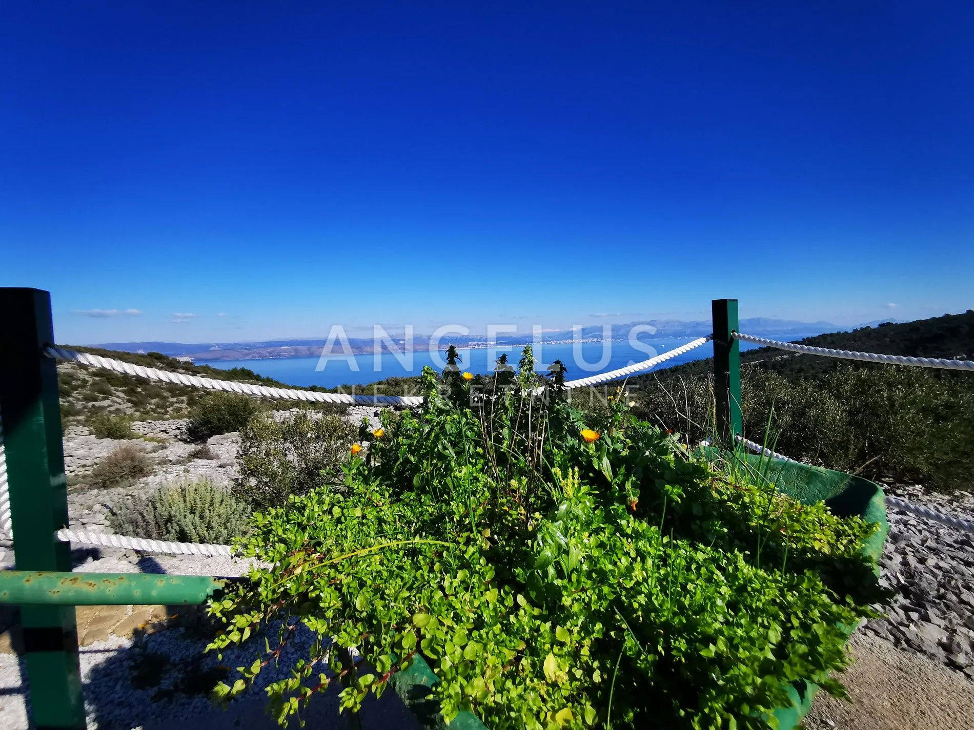 Šolta - uređeni maslinik sa pogledom na more, 4800 m2 - Donje Selo, Šolta