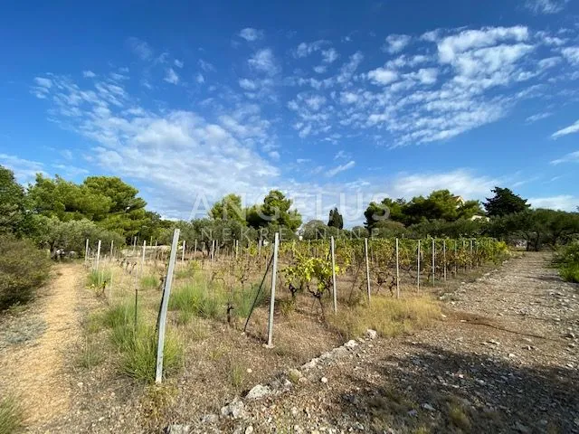 tisno - stara villa na parceli od 10.000m2 s vinogradom i maslinikom - slika 7