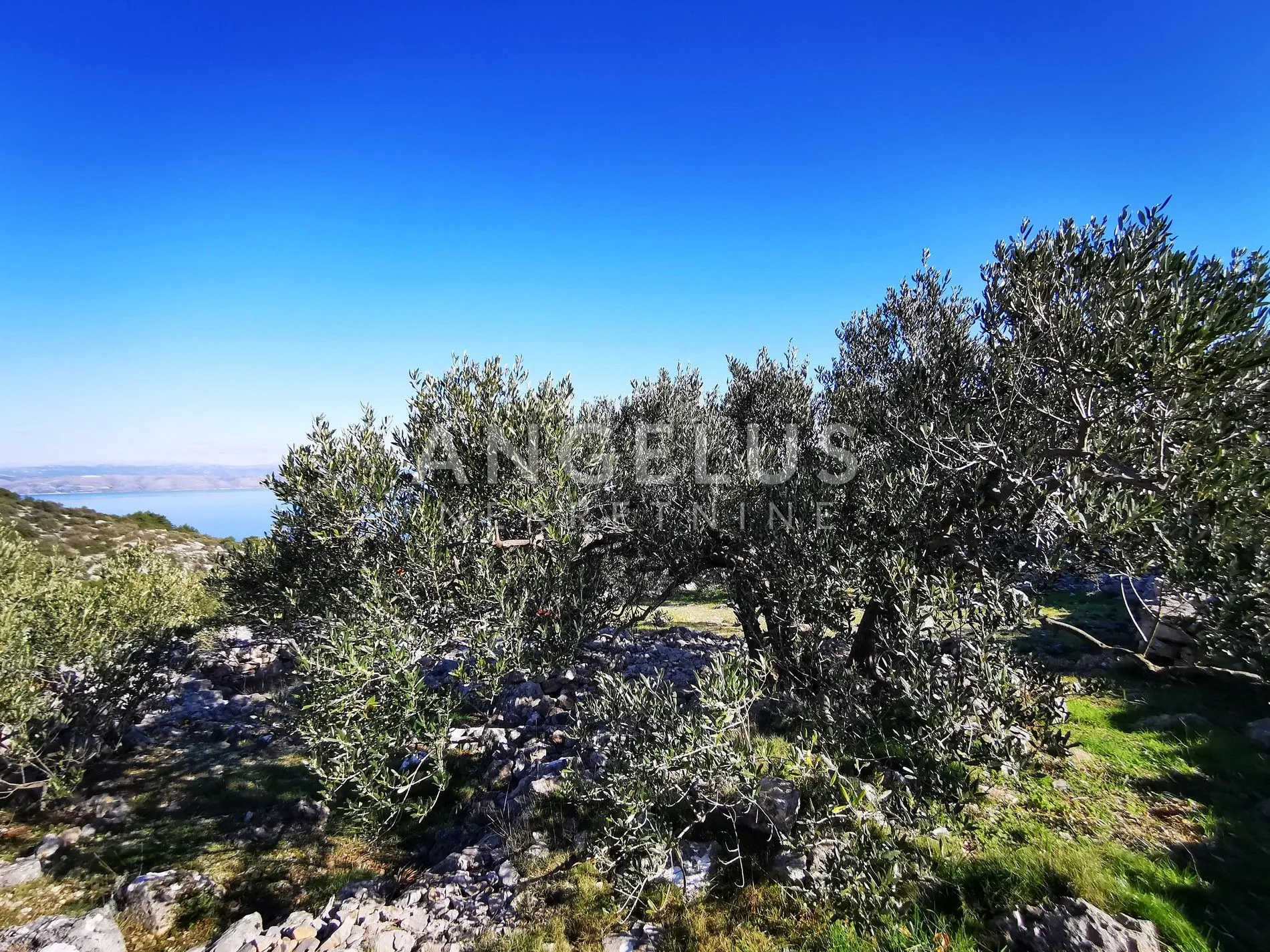šolta - uređeni maslinik sa pogledom na more, 4800 m2 - slika 35