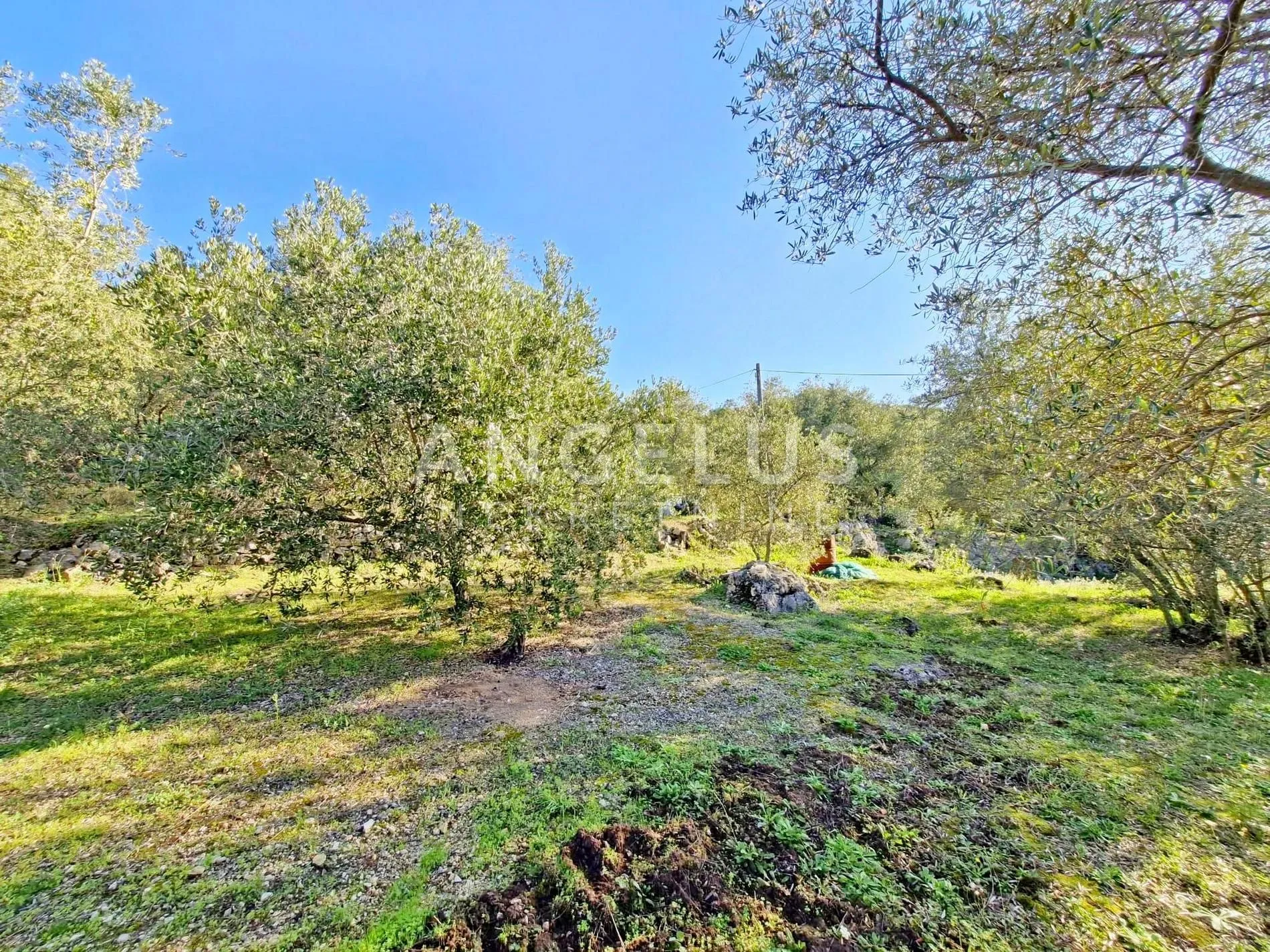 šipan, luka šipanska – atraktivan maslinik s omirinom, 3900 m2 - slika 10