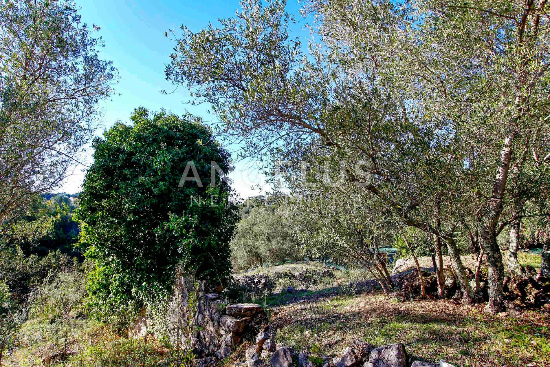 šipan, luka šipanska – atraktivan maslinik s omirinom, 3900 m2 - slika 2