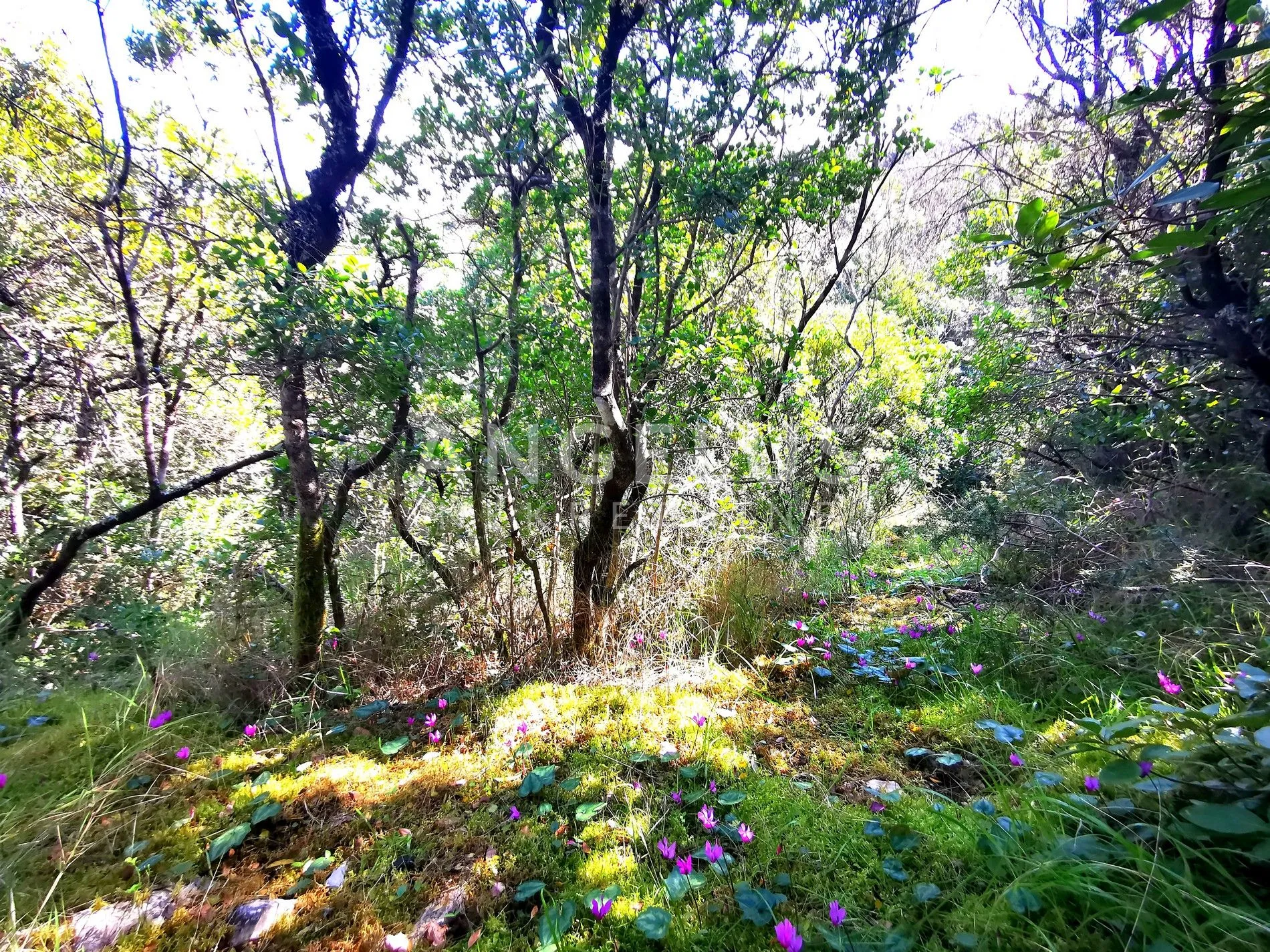 šolta, nečujam - poljoprivredno zemljište sa pogledom, 13000 m2, prodaja - slika 8