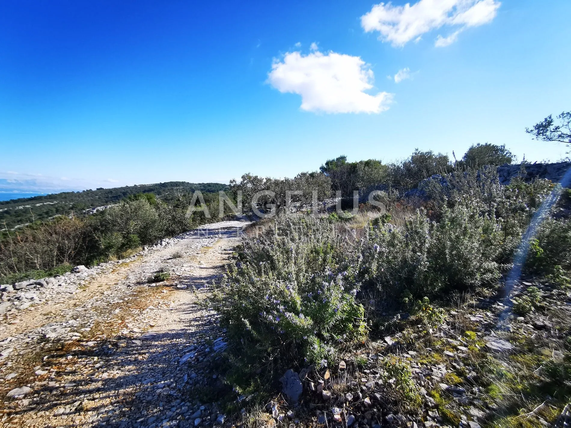 šolta - uređeni maslinik sa pogledom na more, 4800 m2 - slika 50