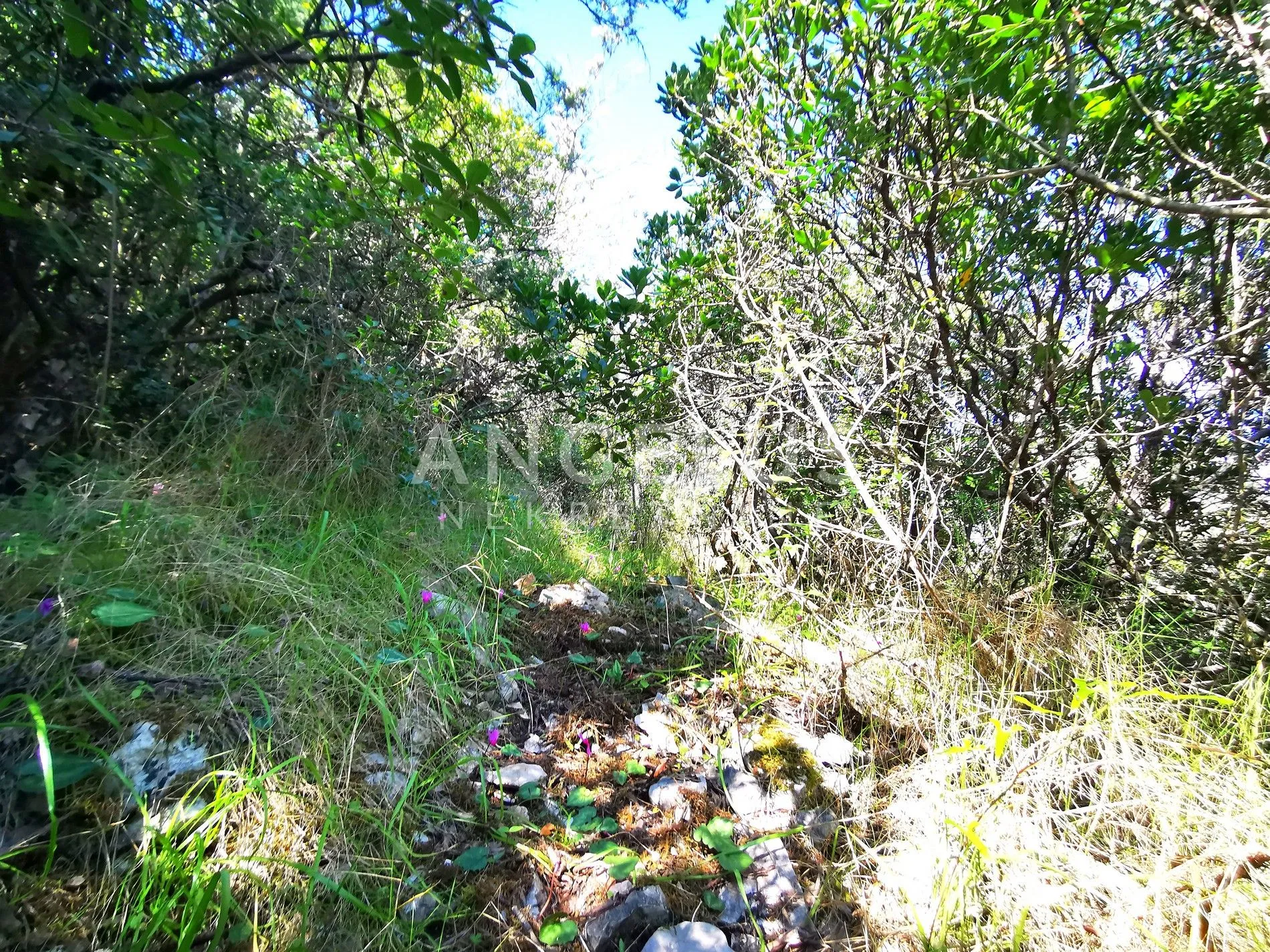 šolta, nečujam - poljoprivredno zemljište sa pogledom, 13000 m2, prodaja - slika 6