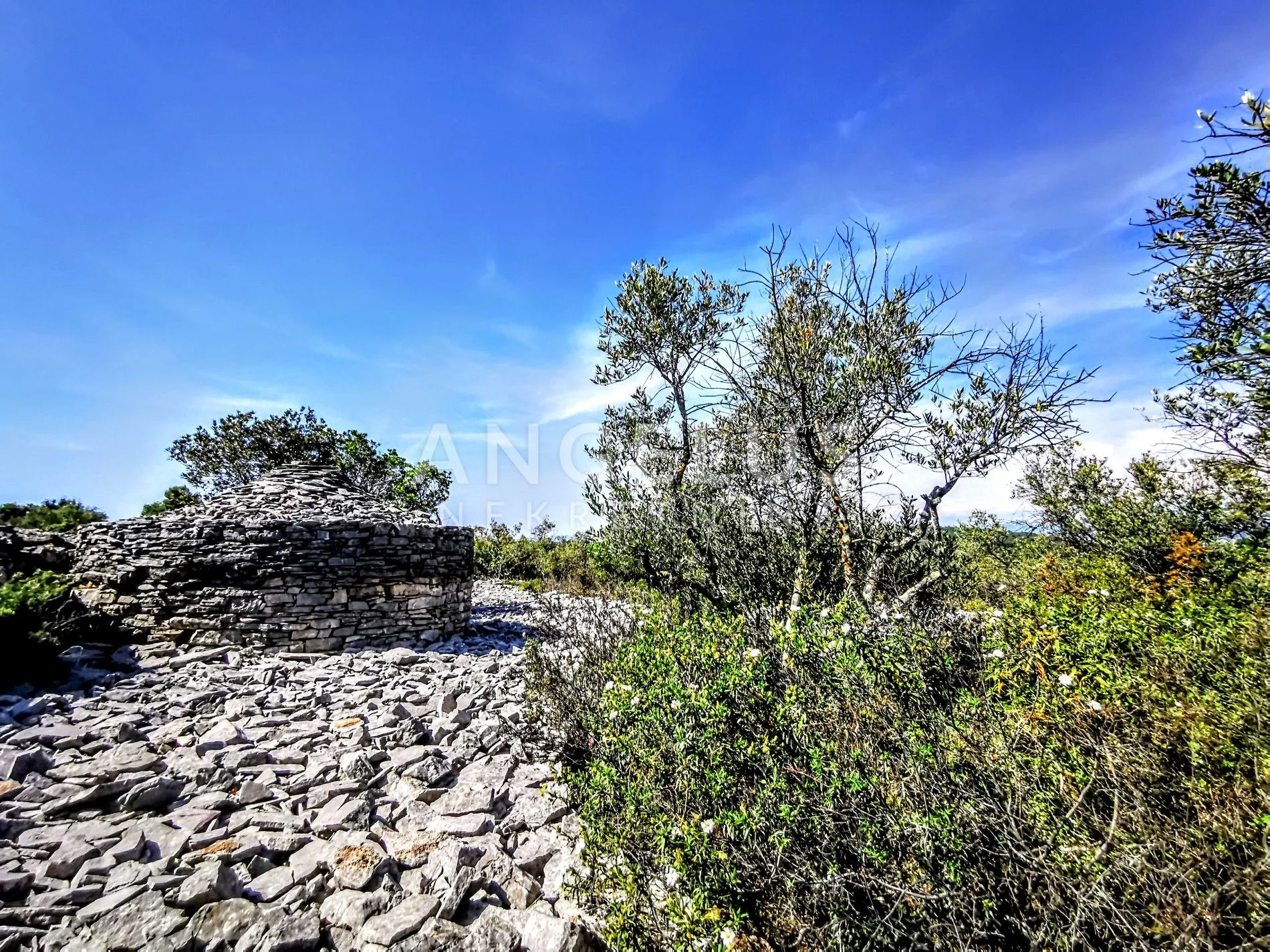 šolta, nečujam - maslinik sa 240 stabala, 8200 m2, prodaja - slika 2