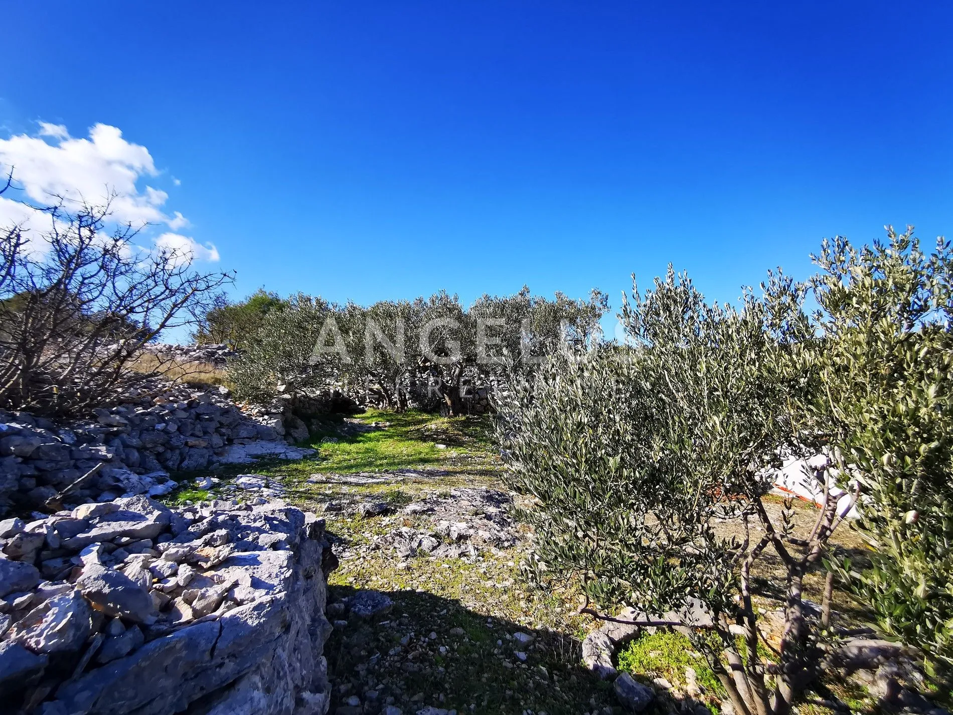 šolta - uređeni maslinik sa pogledom na more, 4800 m2 - slika 36