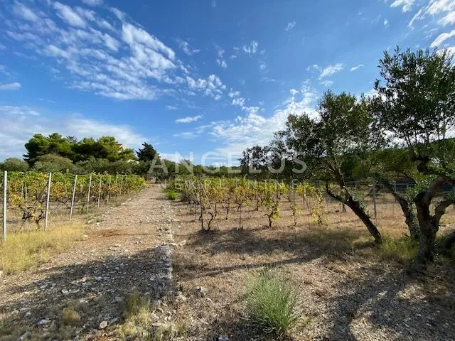tisno - stara villa na parceli od 10.000m2 s vinogradom i maslinikom - slika 8