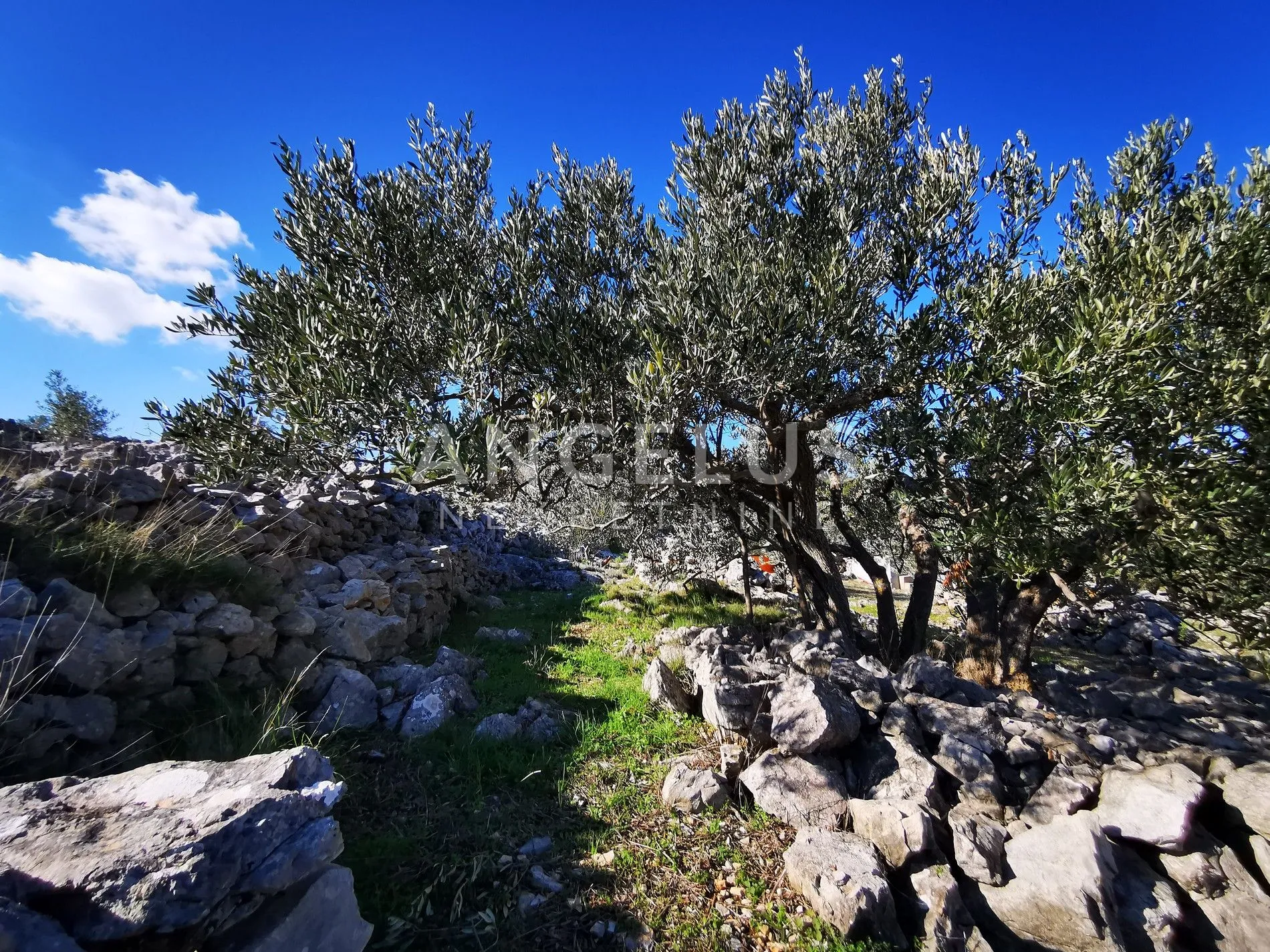 šolta - uređeni maslinik sa pogledom na more, 4800 m2 - slika 4