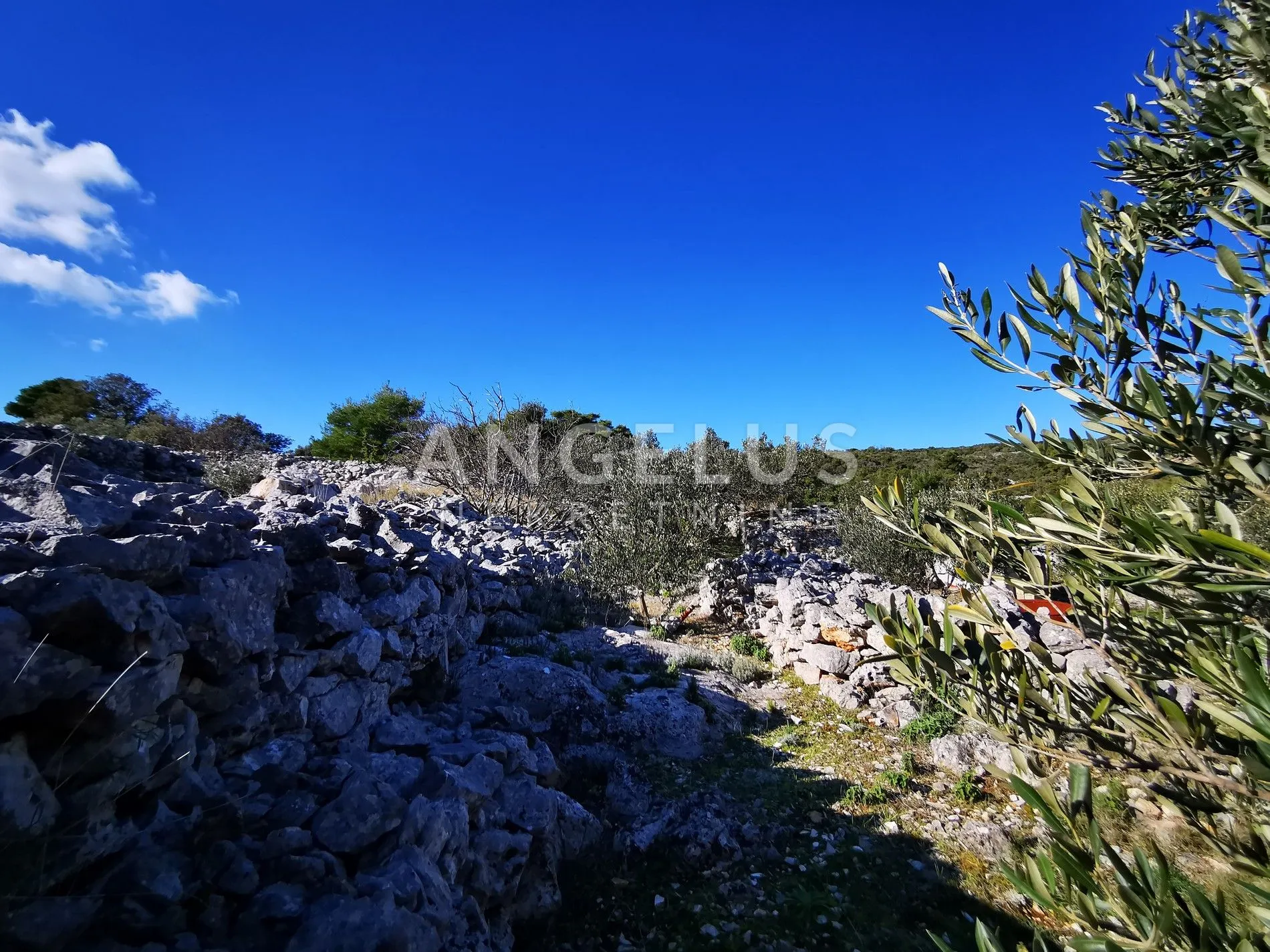 šolta - uređeni maslinik sa pogledom na more, 4800 m2 - slika 34
