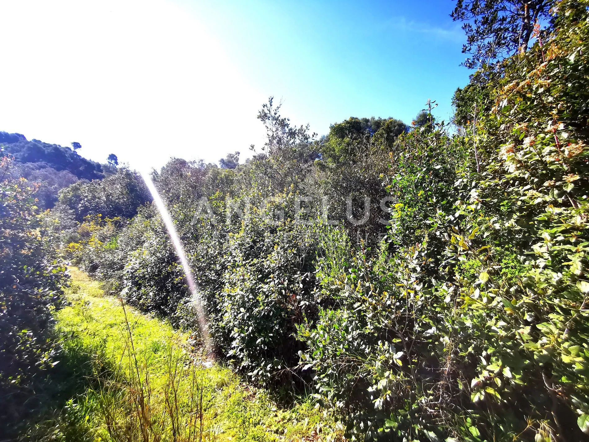 šolta, nečujam - poljoprivredno zemljište sa pogledom, 13000 m2, prodaja - slika 13