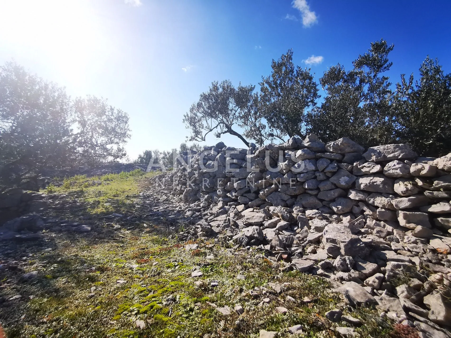šolta - uređeni maslinik sa pogledom na more, 4800 m2 - slika 43