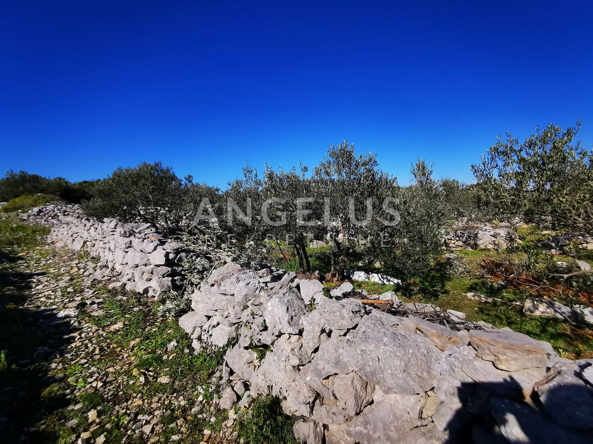 šolta - uređeni maslinik sa pogledom na more, 4800 m2 - slika 41