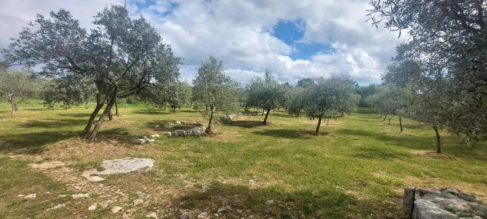 Maslinik - Vodnjan, Vodnjan