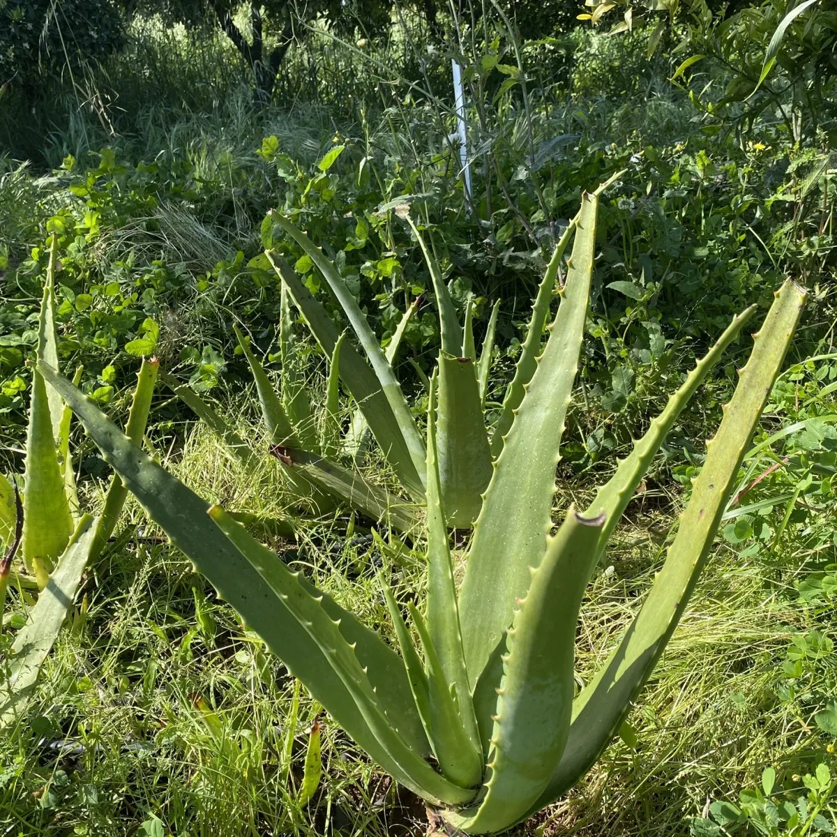aloe vera / aloja - slika 3