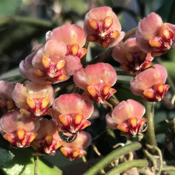 hoya burtoniae - slika 2