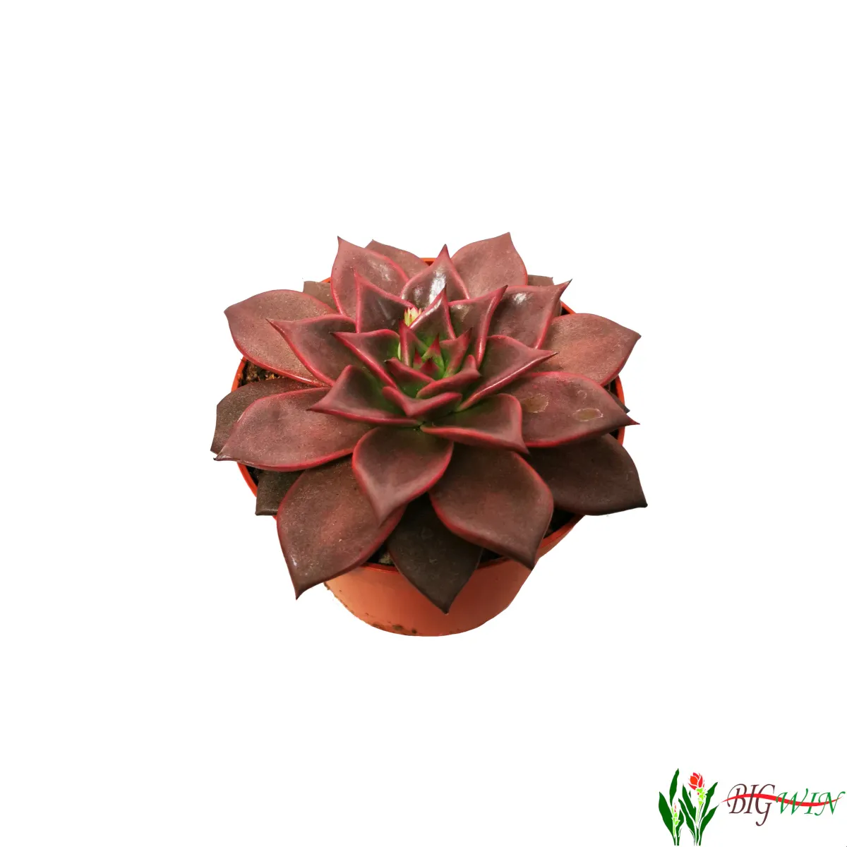 echeveria - sobno cvijeće - slika 5