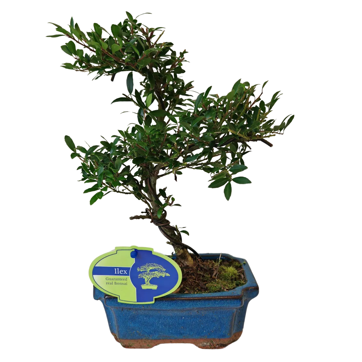bonsai vanjski “ilex” - slika 4