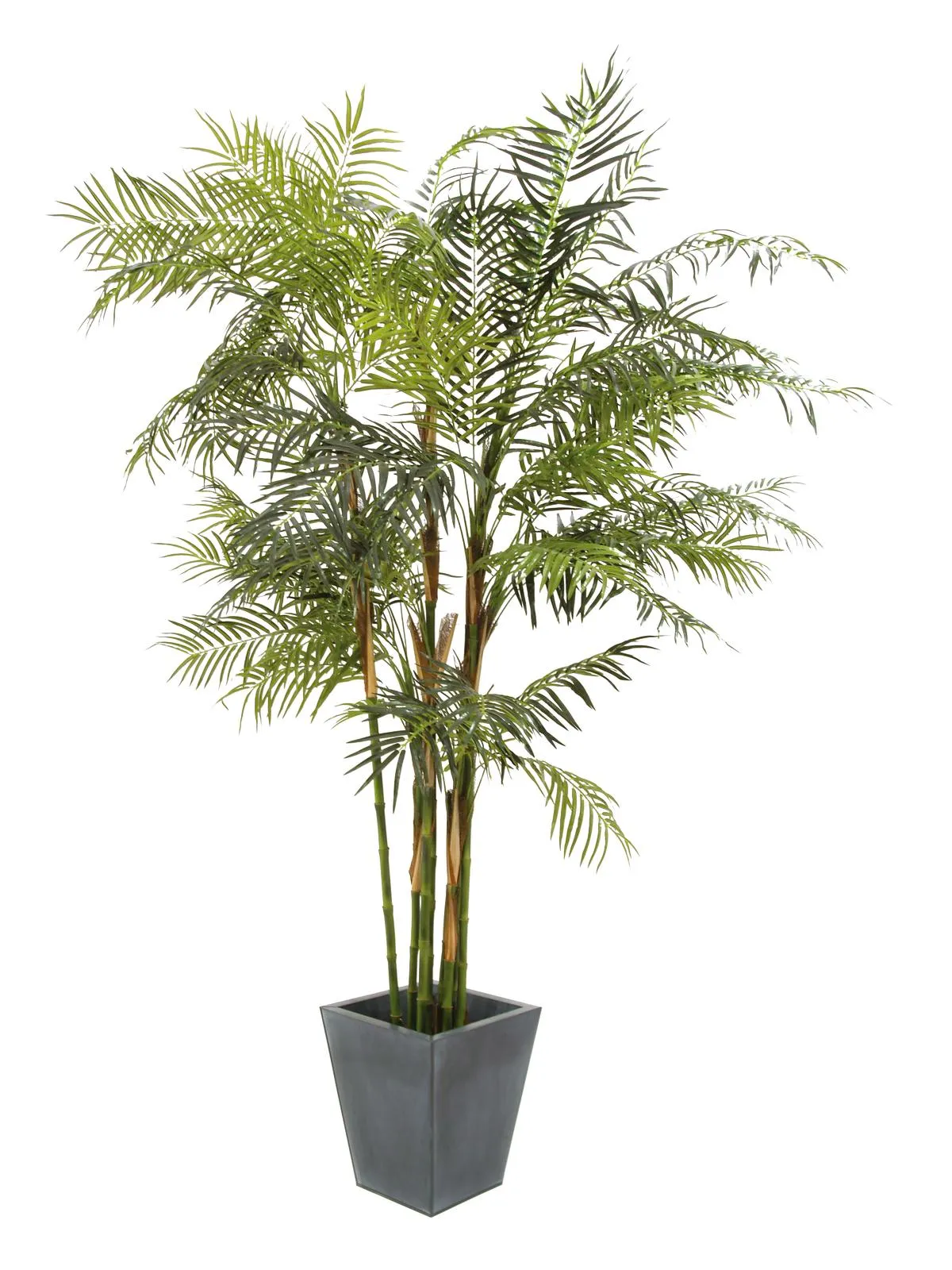 EUROPALMS Cycus tube palm, 280cm - Križevci