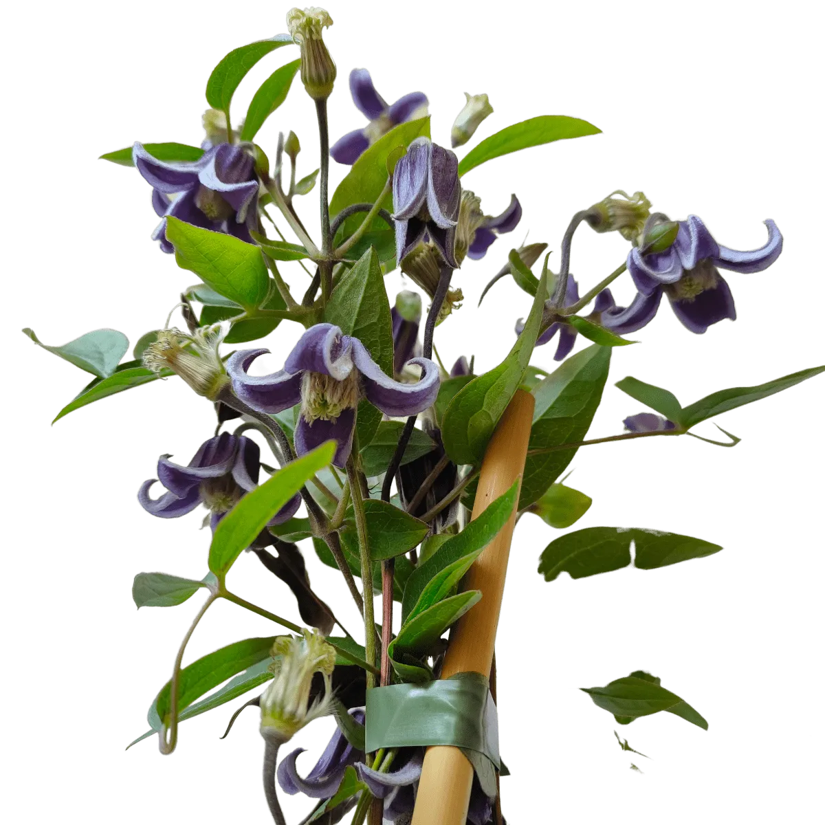 CLEMATIS DIV. “Fascination” - Nurkovac, Brestovac