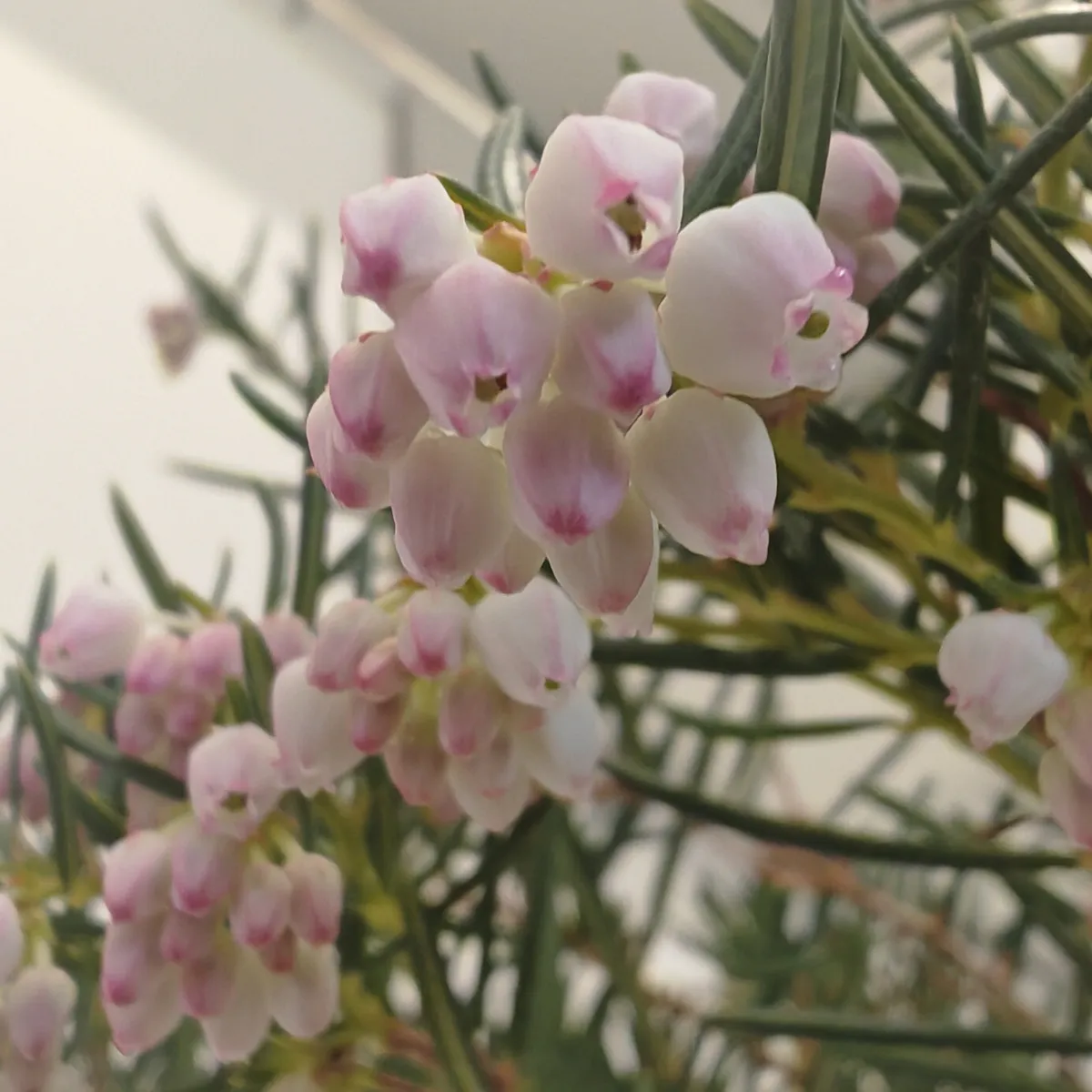 andromeda pol. “compacta pink” - slika 2