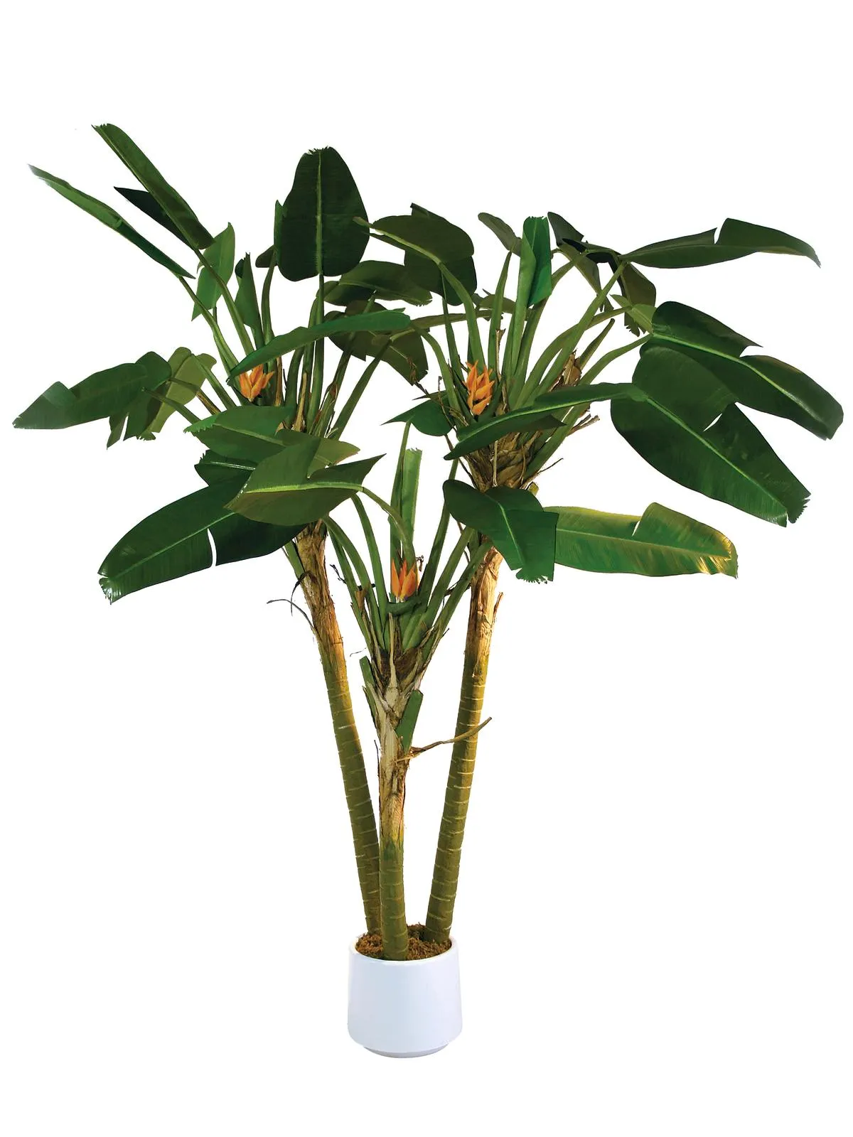 EUROPALMS Bird-of-paradise palm, 250cm - Križevci