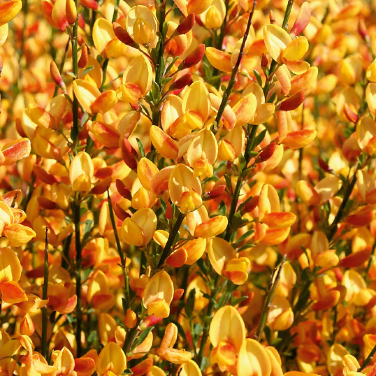 cytisus *cvatući grm* - slika 3