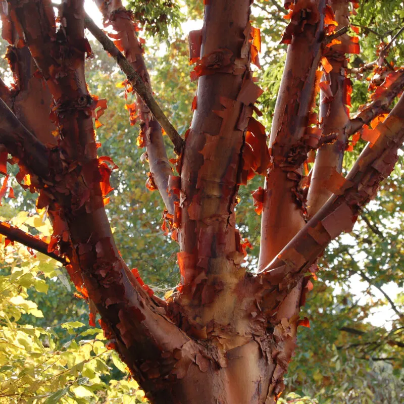 acer griseum - slika 5
