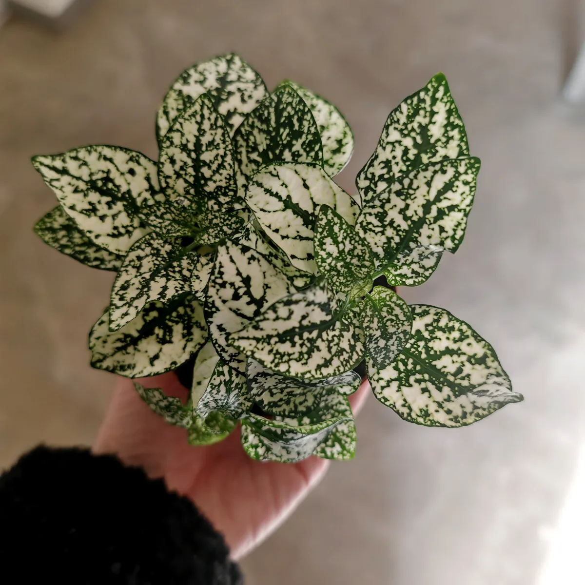 hypoestes phyllostachya - slika 2