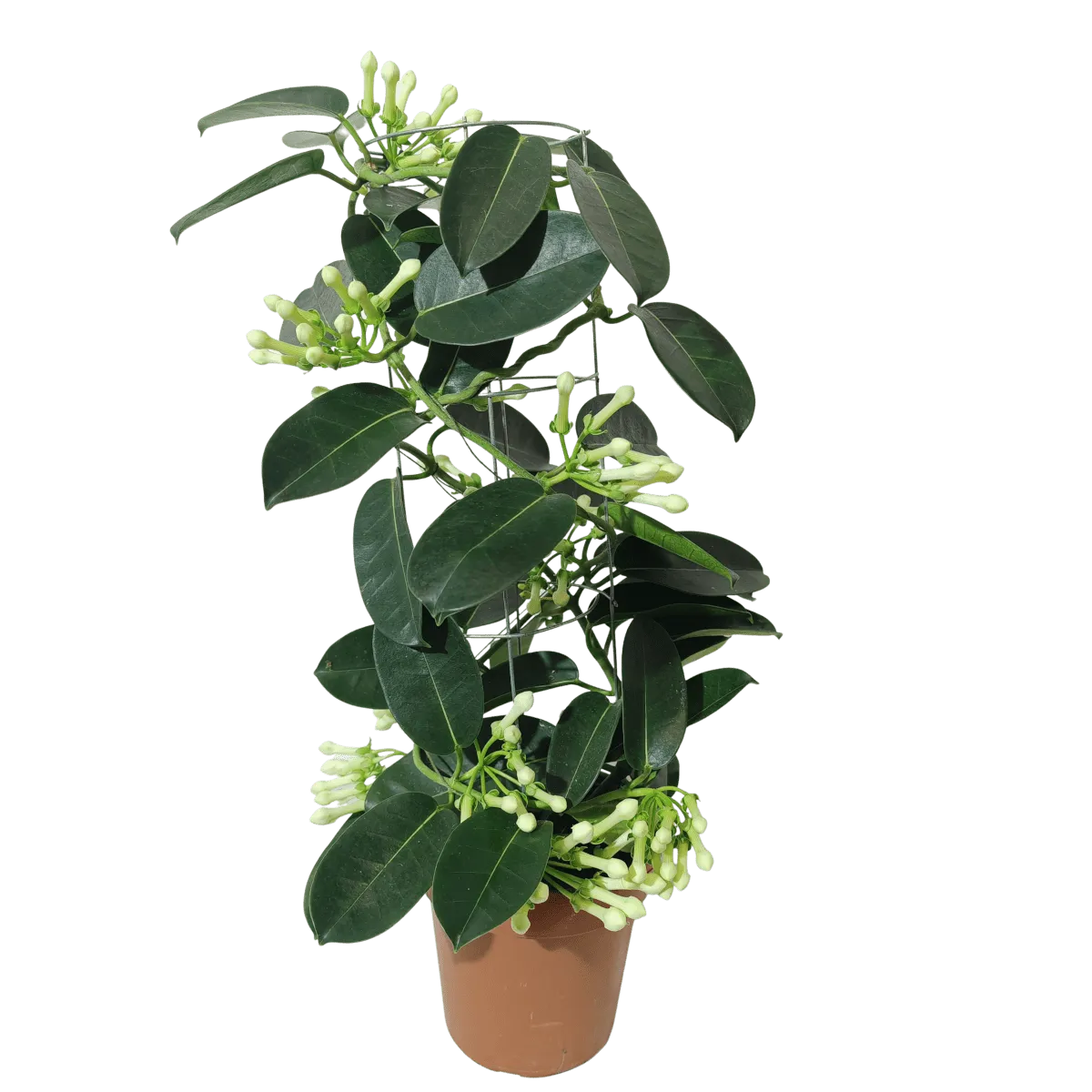 Stephanotis Floribunda - Brestovac