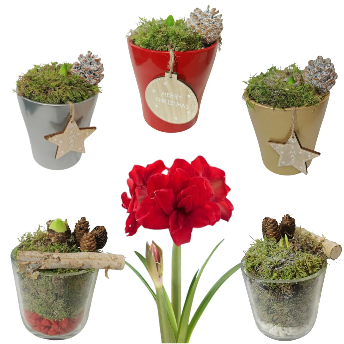 Amaryllis Xmas Crveni - Brestovac