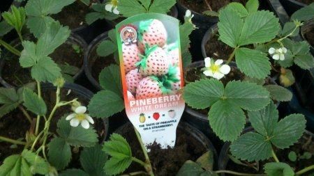 Bijele jagode,sorta Pineberry-White Dream