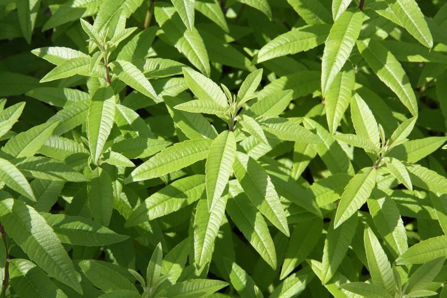 Bio Limun Verbena