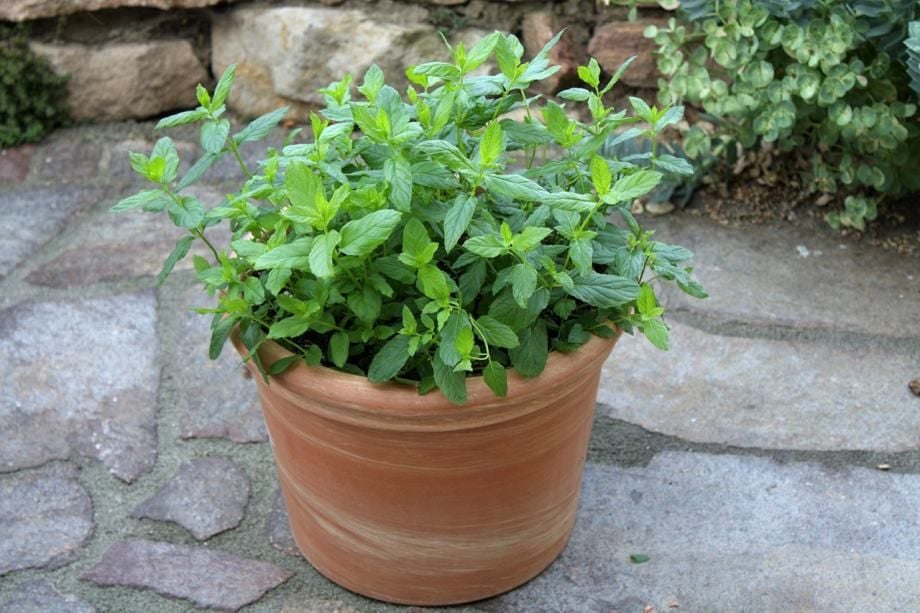 Bio Marokanska Čajna Menta