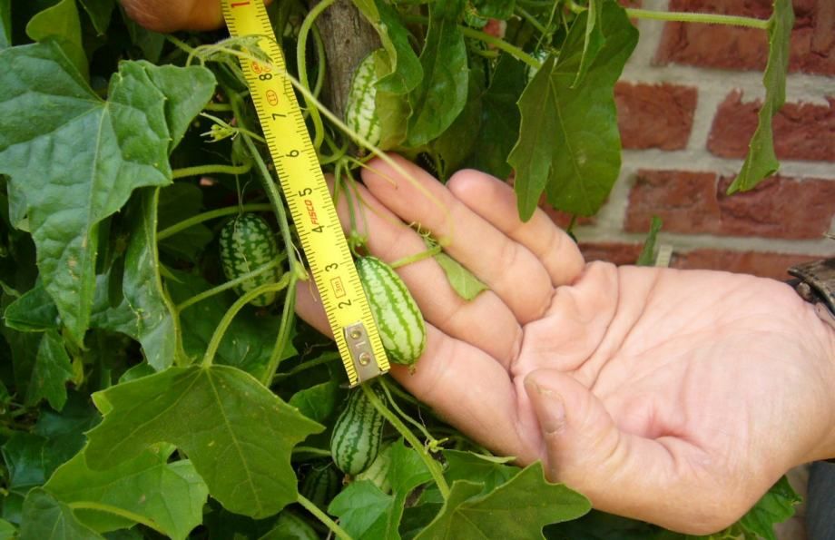 Bio Meksički Mini Krastavac