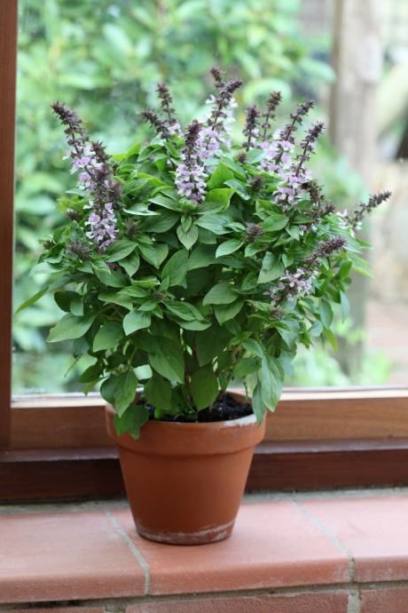 Bio Tajlandski Bosiljak