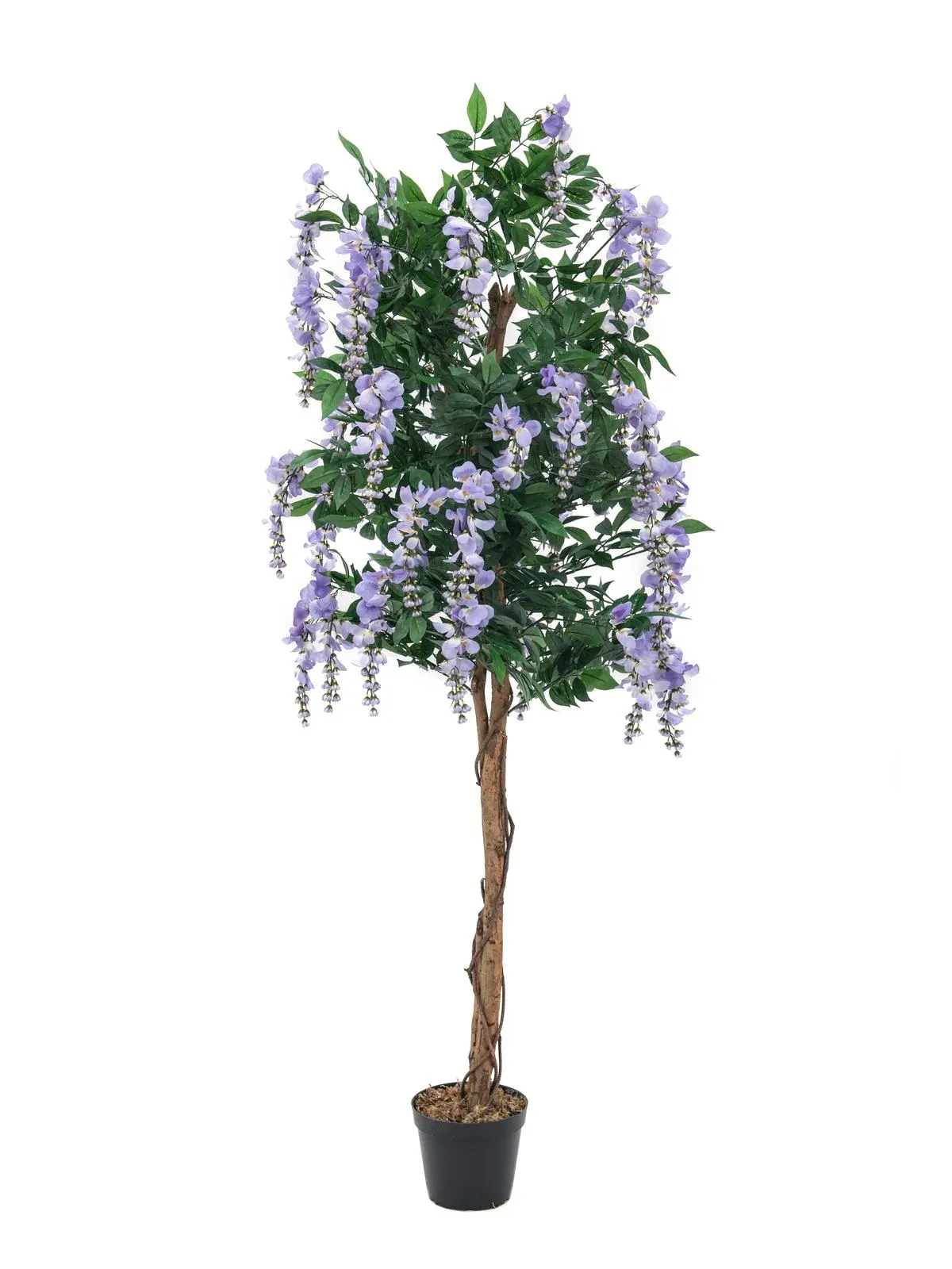 EUROPALMS Wisteria, white, 150cm - Križevci