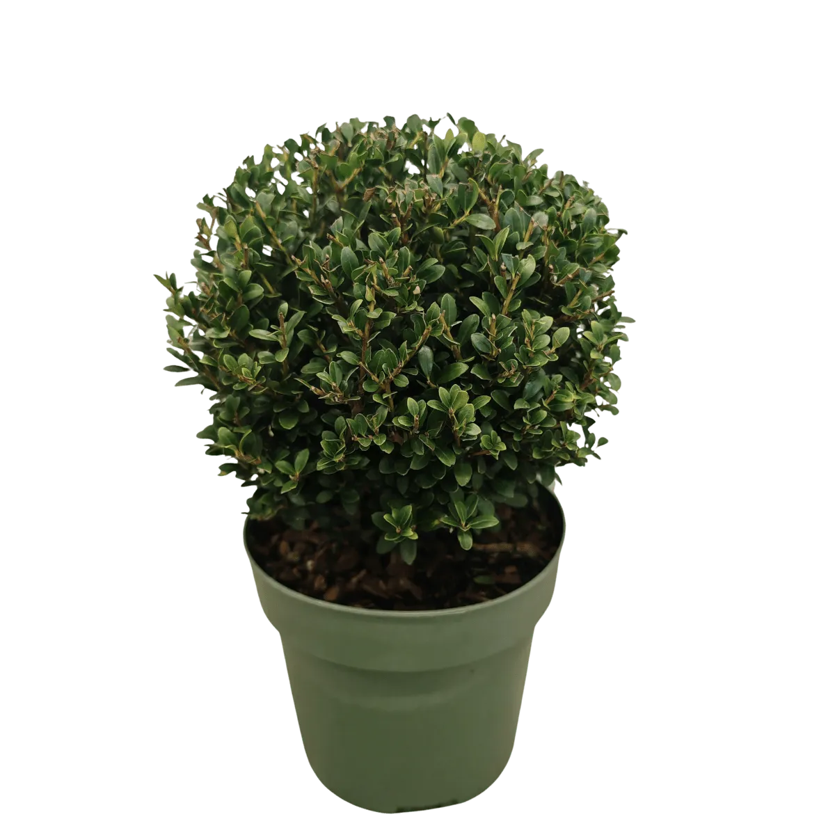 ilex crenata “jenny” - slika 2