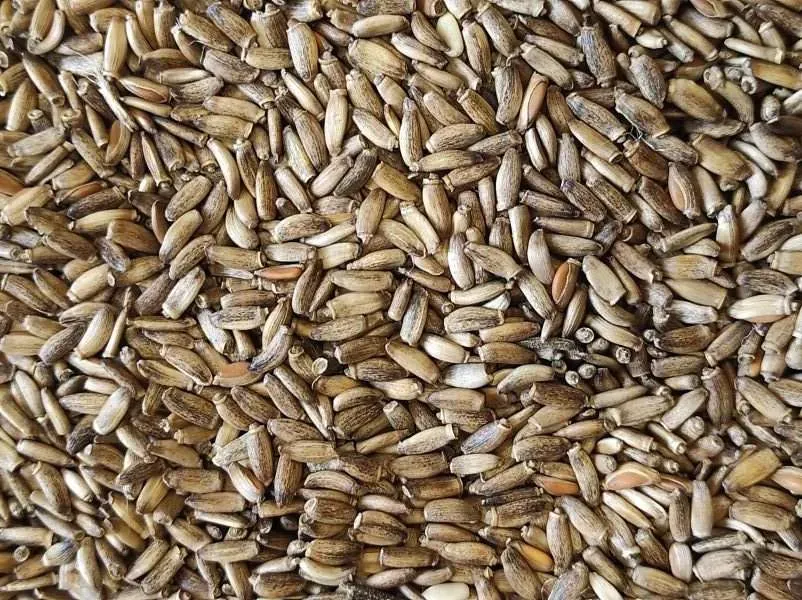 Sjeme čička 1 kg - Đakovo