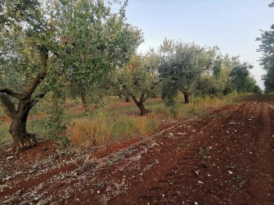 vabriga-lanterna-maslinik na prodaji - slika 7