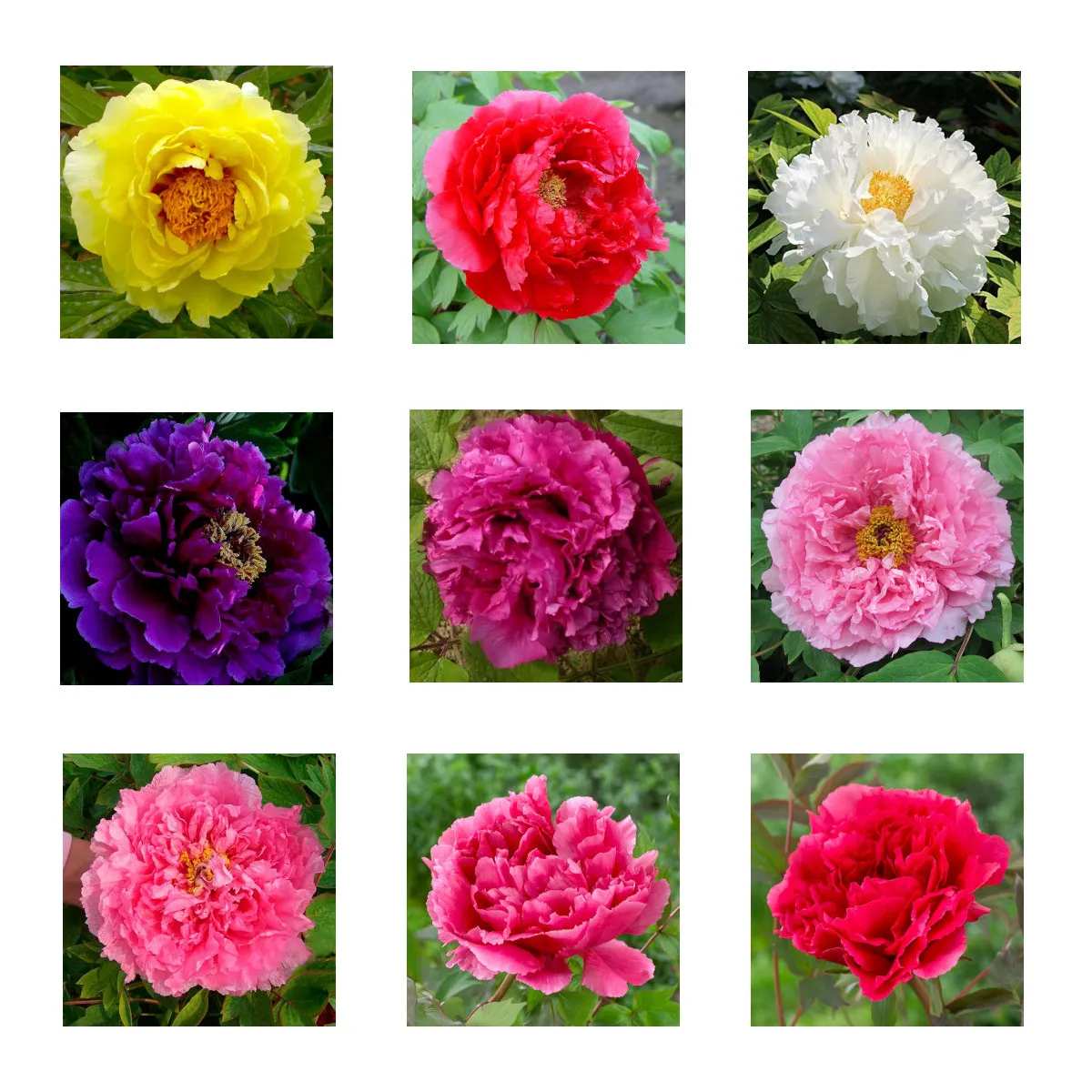 PAEONIA SUFFRUTICOSA (drvenasti božur) - Nurkovac, Brestovac