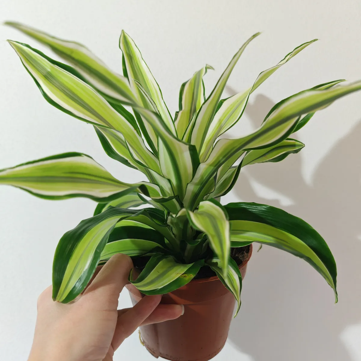 dracaena frag “malaika” - slika 4