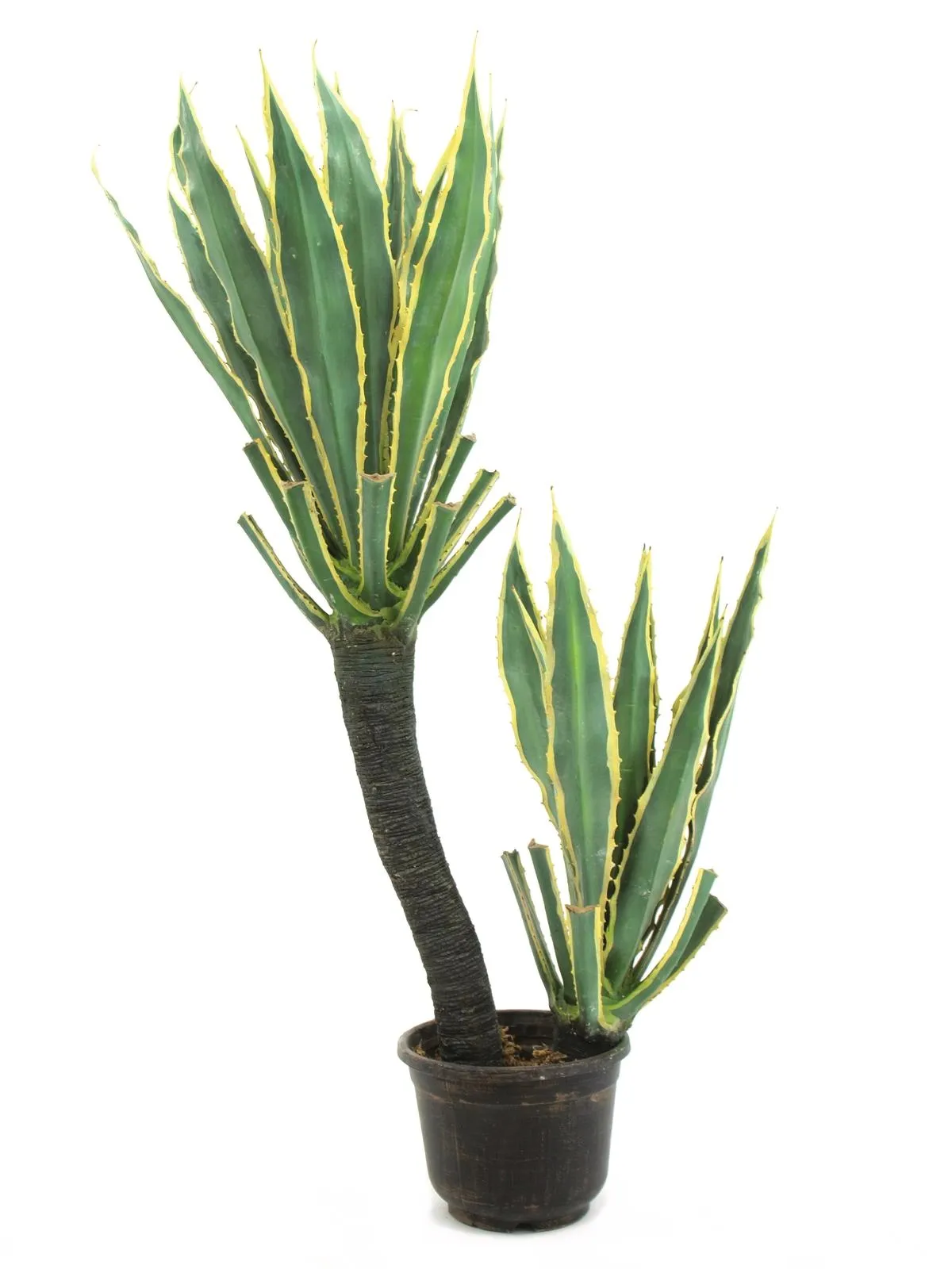 EUROPALMS Orchid-cactus, 160cm - Križevci