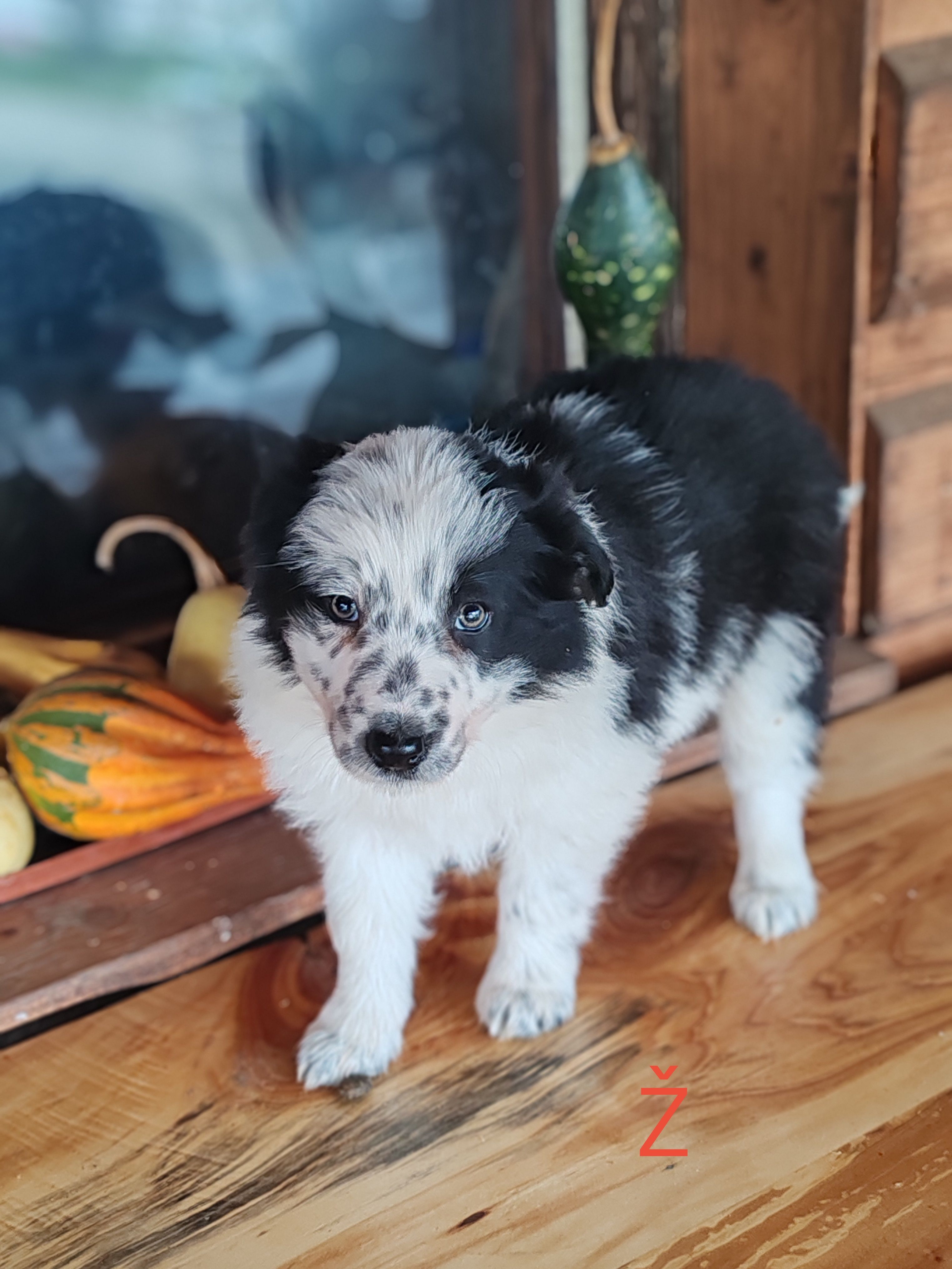 border collie štenci - slika 7