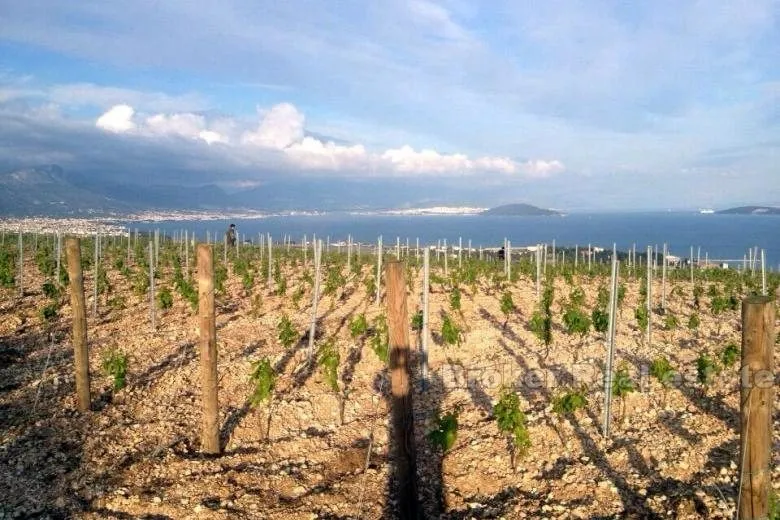 mladi vinograd, za prodaju - slika 5