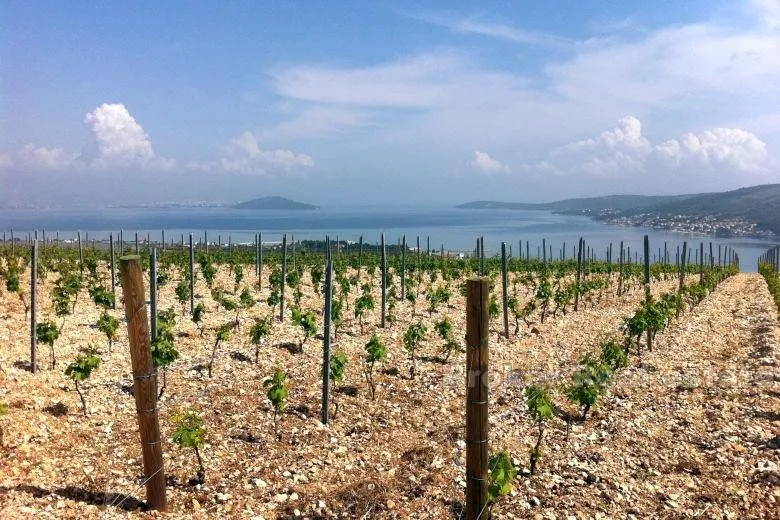mladi vinograd, za prodaju - slika 3