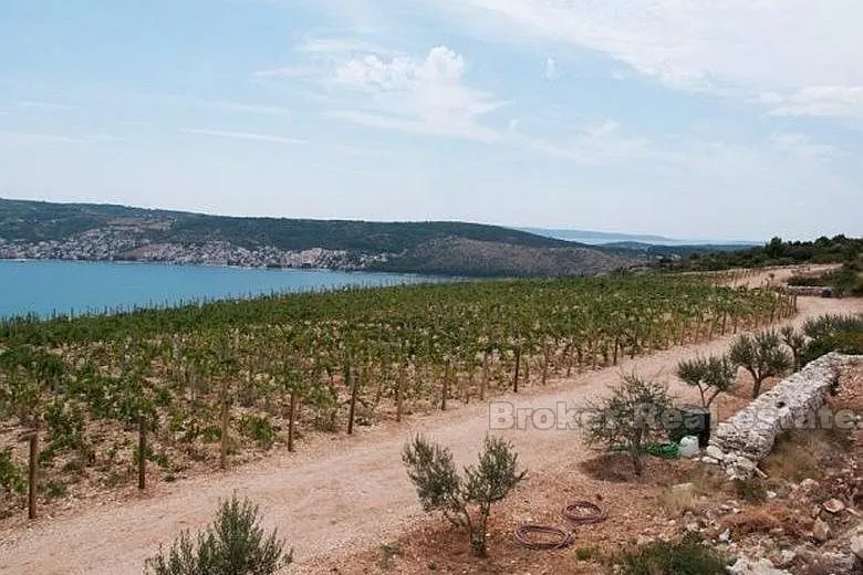 mladi vinograd, za prodaju - slika 2